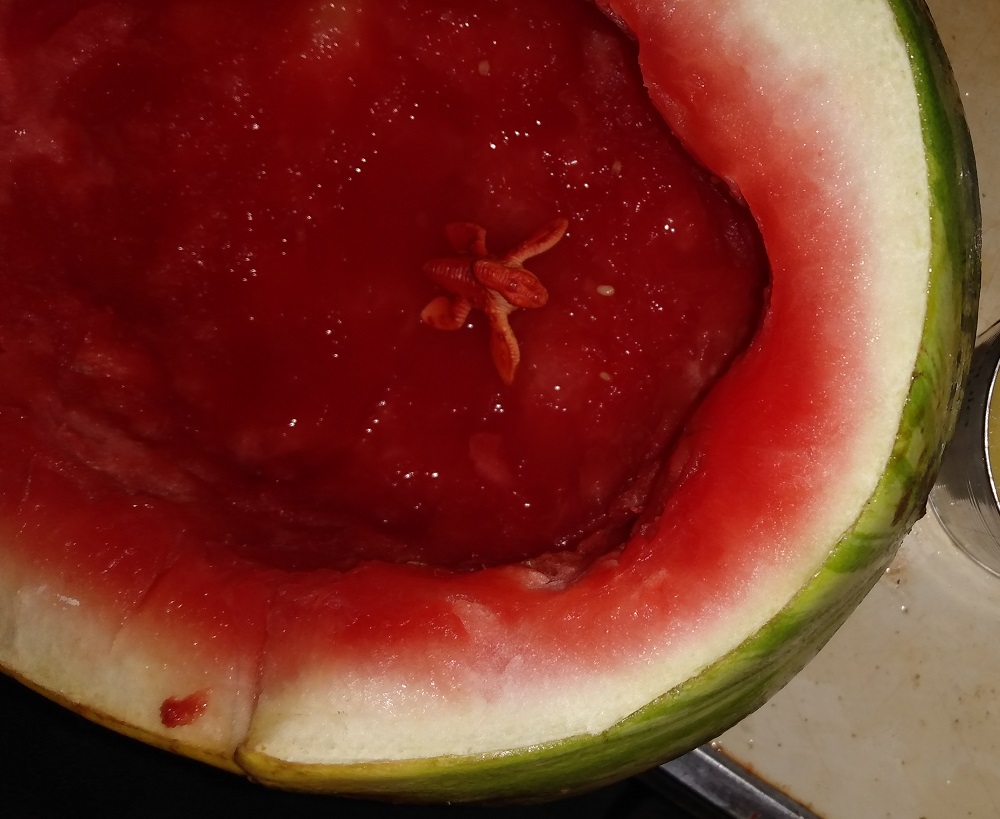 DINOSAURS EATING A WATERMELON