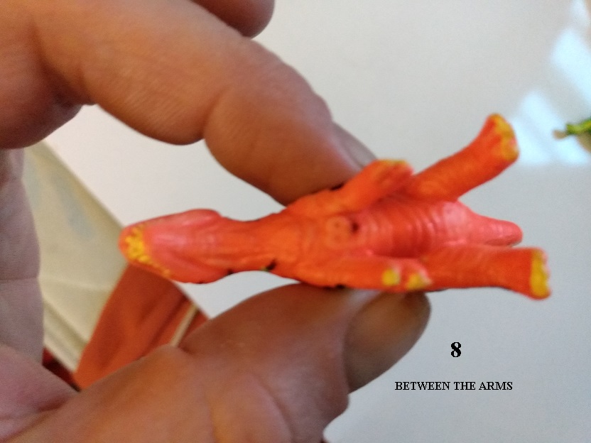 CORYTHOSAURUS UNDERSIDE