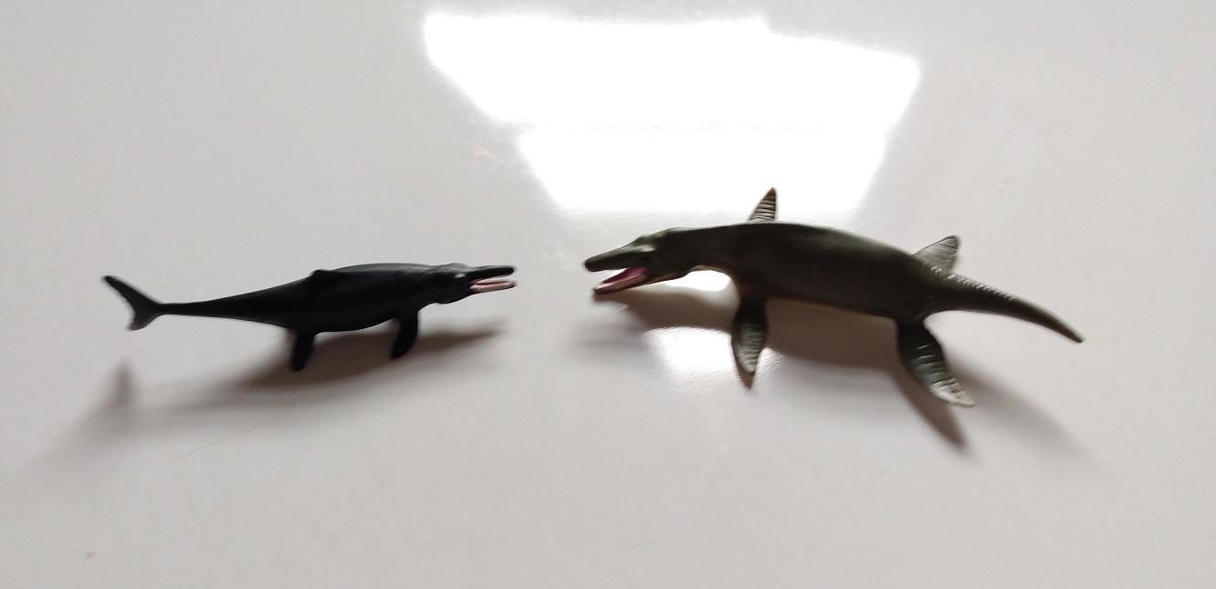 RCOMG CAMBRIAN SEA LIFE