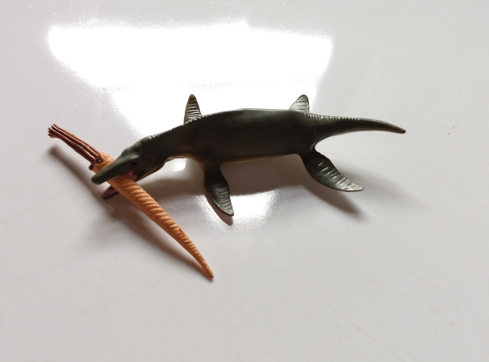 RCOMG CAMBRIAN SEA LIFE