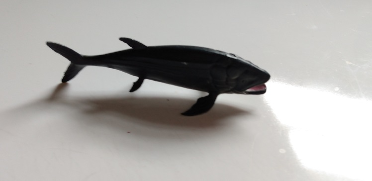 RCOMG CAMBRIAN SEA LIFE