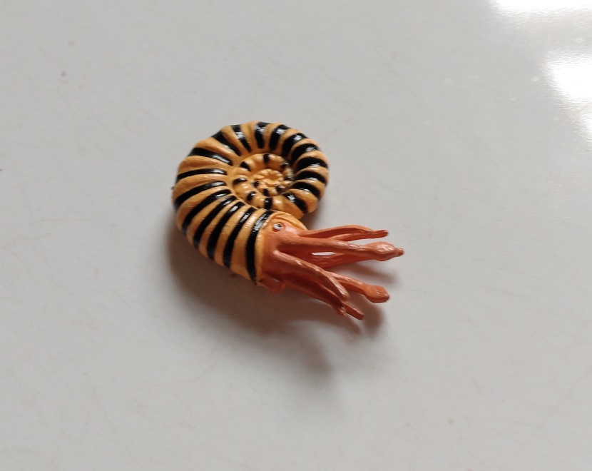 RCOMG CAMBRIAN SEA LIFE