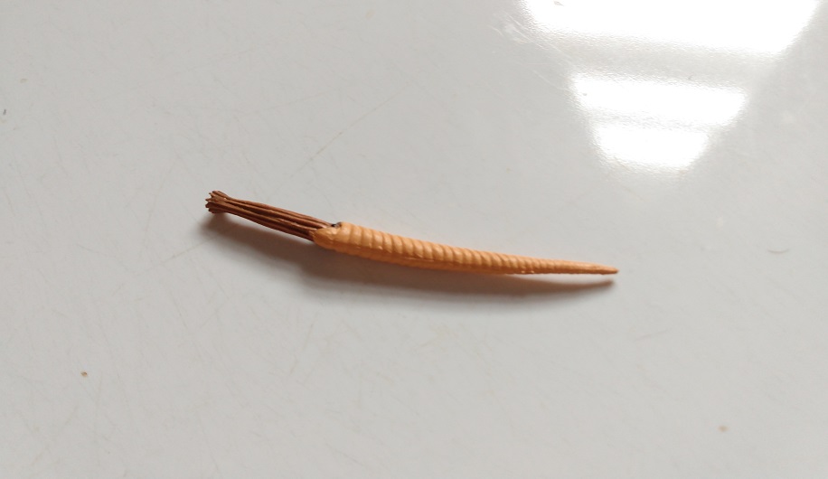 RCOMG CAMBRIAN SEA LIFE