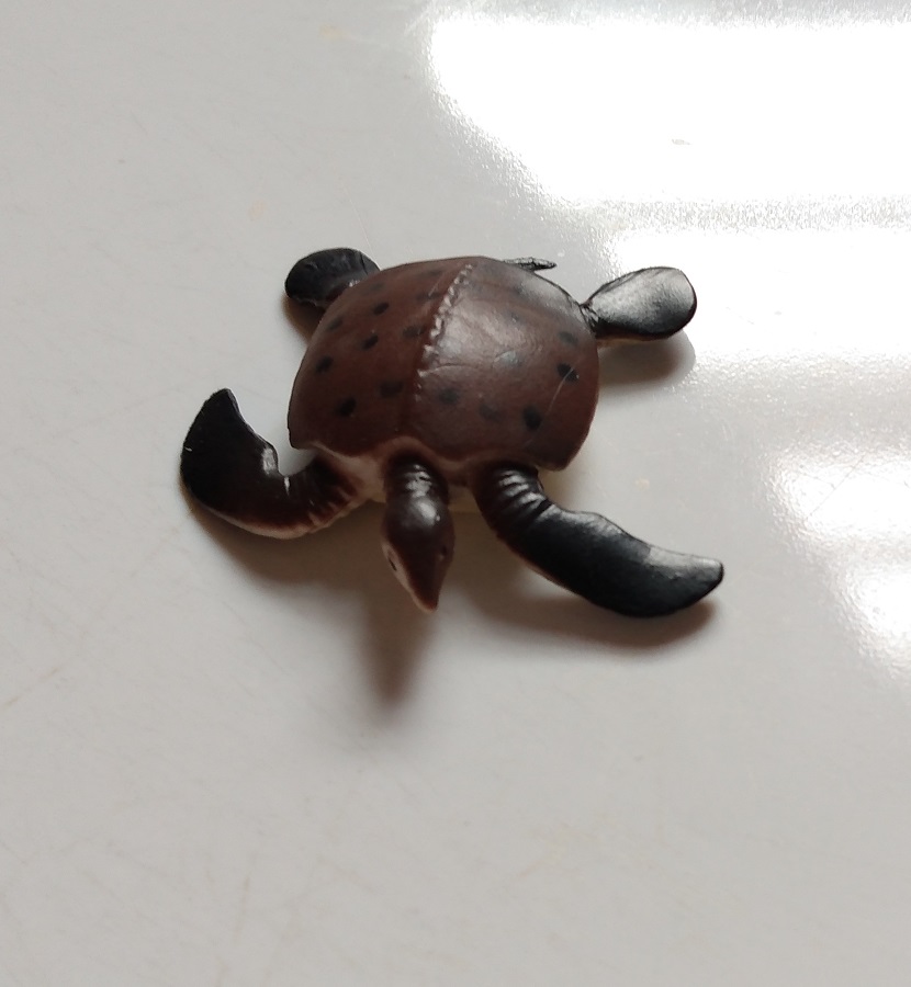 RCOMG CAMBRIAN SEA LIFE - TURTLE