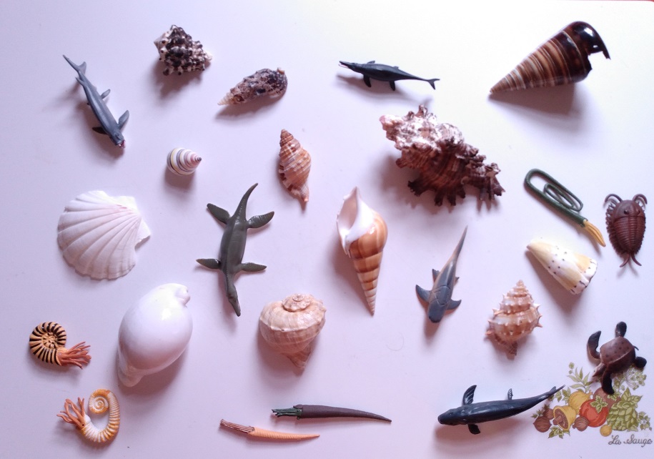 RCOMG CAMBRIAN SEA LIFE AMONG SHELLS