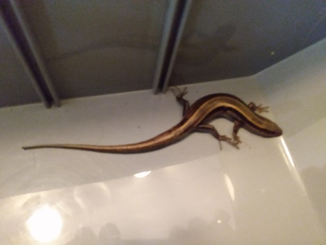 LIZARD OR SALAMANDER