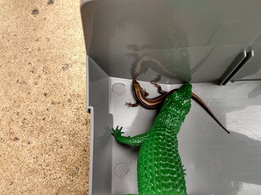 BIG GATOR PLAYING WITH LIZARD