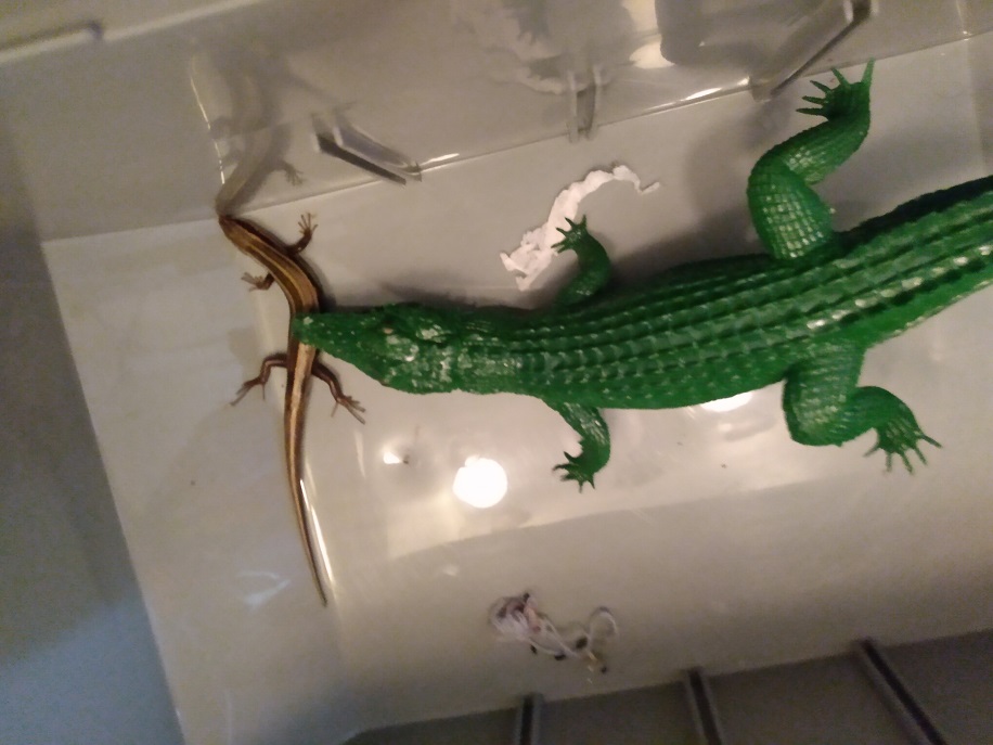 BIG GATOR PLAYING WITH LIZARD