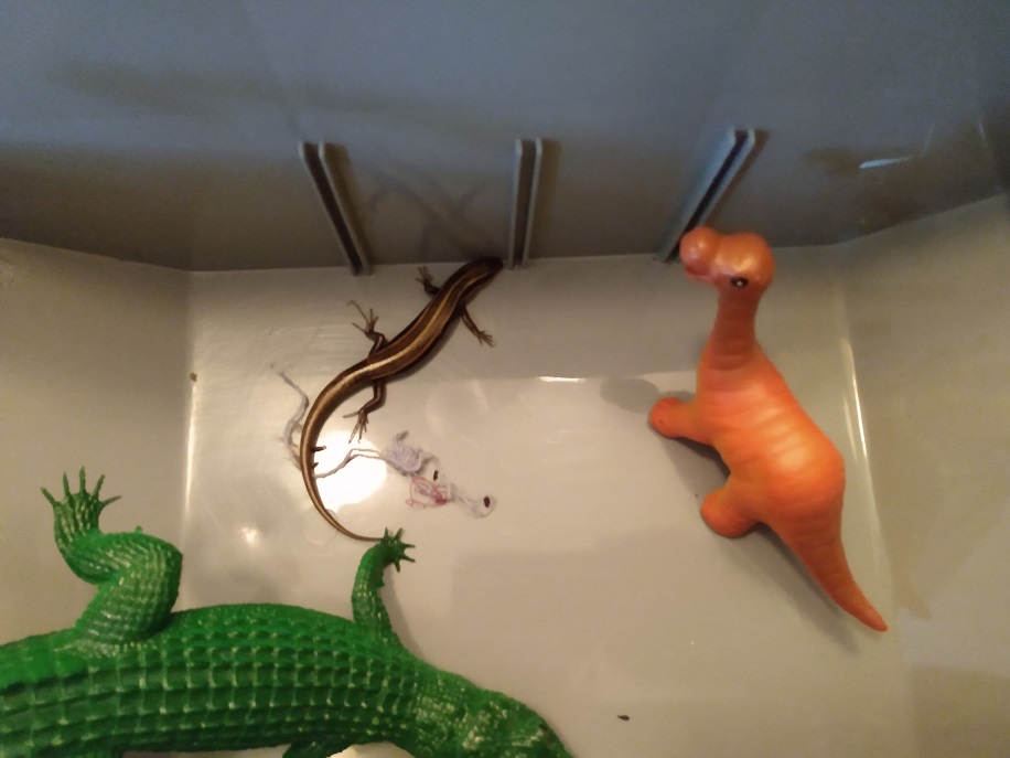 BIG GATOR AND SONNY PLAYING WITH THE LIZARD