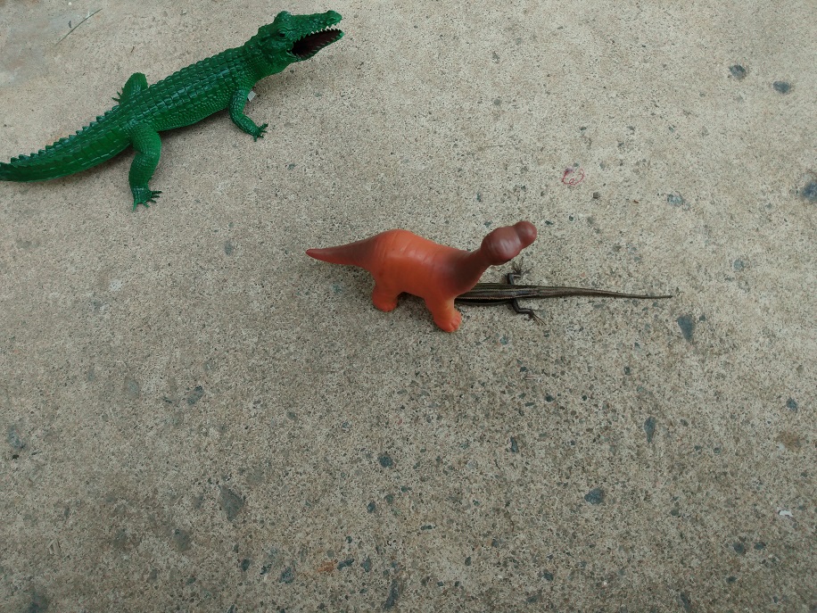 LIZARD HIDING UNDER SONNY - PLAYING HIDE AND SEEK