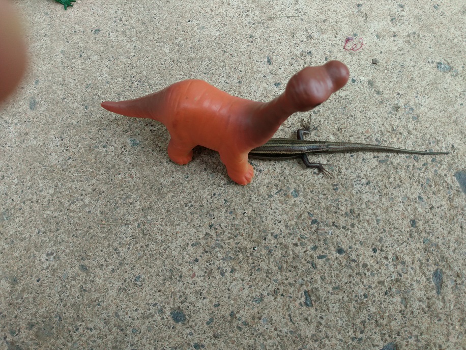 LIZARD HIDING UNDER SONNY