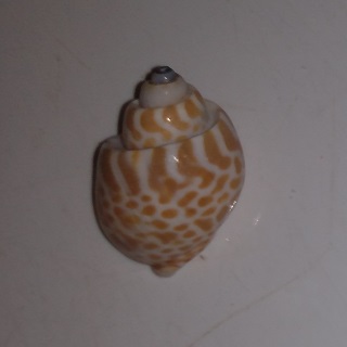 SHELL