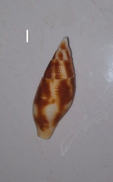 SHELL