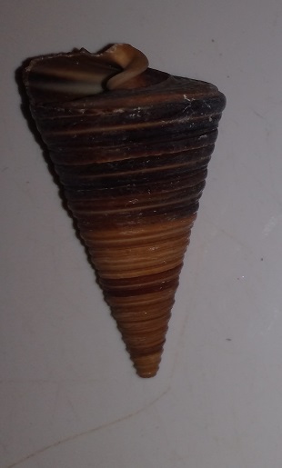 SHELL