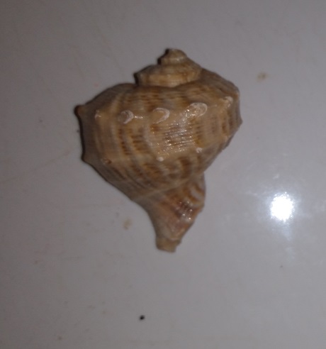 SHELL