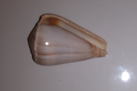SHELL