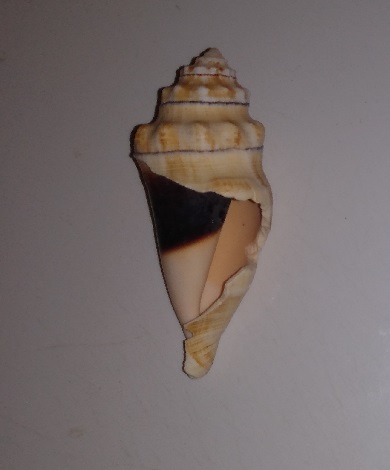 SHELL