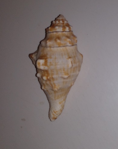 SHELL