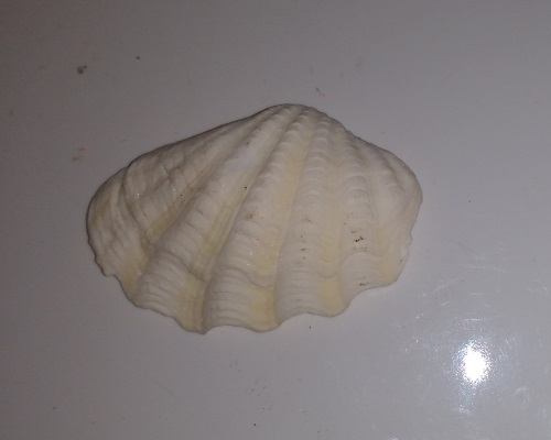 SHELL