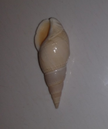 SHELL