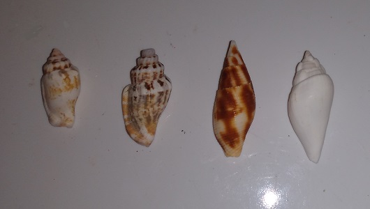 SHELL