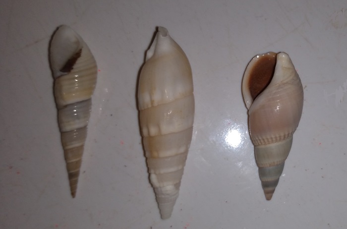 SHELL