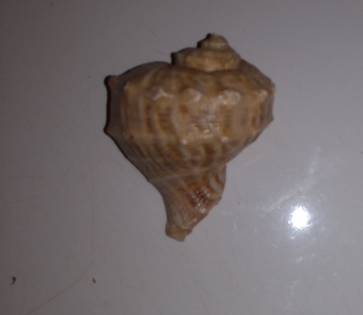 SHELL