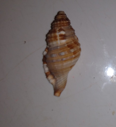 SHELL