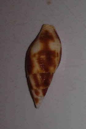 SHELL