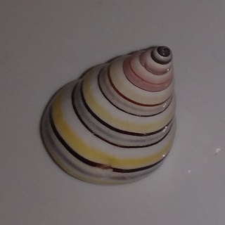 SHELL