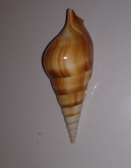 SHELL
