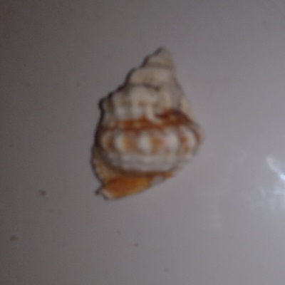 SHELL