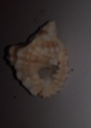 SHELL
