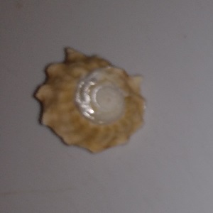 SHELL
