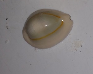 SHELL