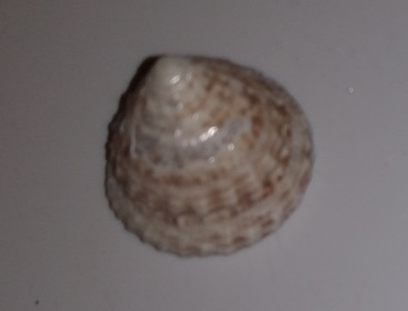 SHELL