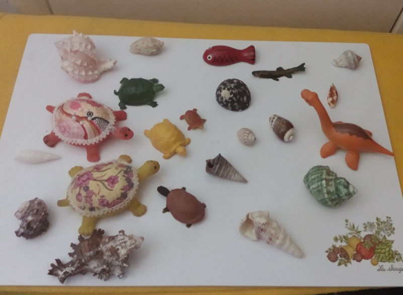 SHELLS AND FISH
