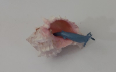 FISH LIVING IN AN OLD SHELL