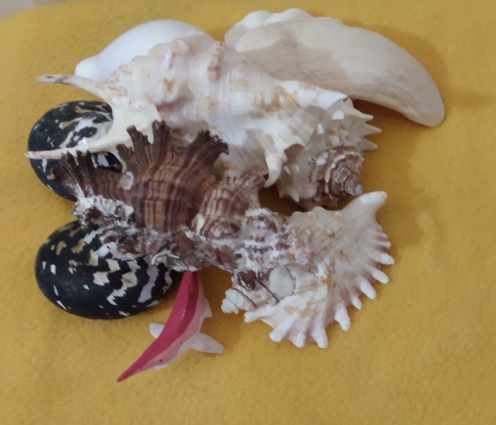 PREHISTORIC SHARK LIVING IN A CASTLE OF MANY SHELLS