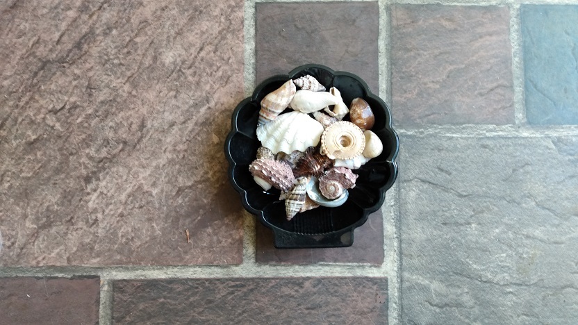 SHELL TRAY FULL OF SMALL SHELLS